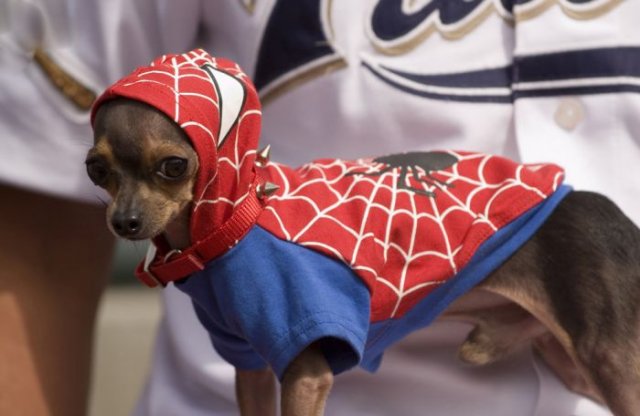 Cute dressed up dogs